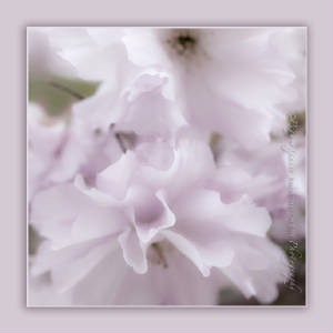BlossomsonEdge.jpg